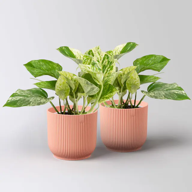 Efeutute 'Marble Queen', Topf-Ø 12 cm, inkl. Übertopf Vibes rosa, 2 Pflanzen