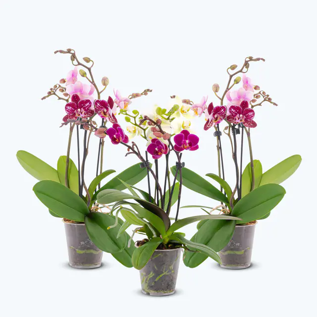Cocktail Orchideen im 3er Set mit 3+ Rispen