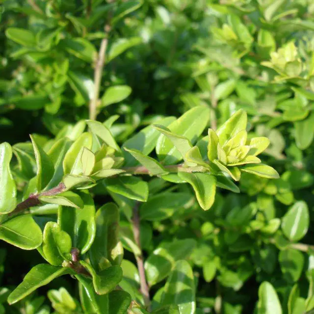Lonicera nitida, Topf-Ø 9 cm, 12er-Set