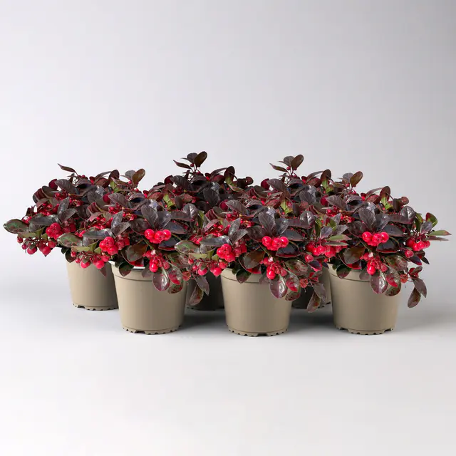 Scheinbeere rot gefärbt, Topf-Ø 13 cm, 6er-Set