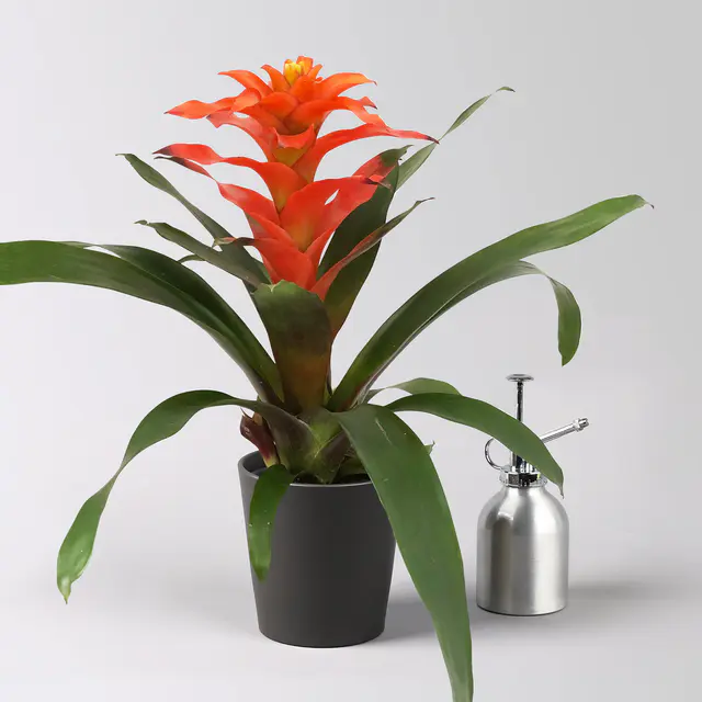 Guzmanie 'Fiero', orange, Topf-Ø 12 cm, im Übertopf Dallas anthrazit