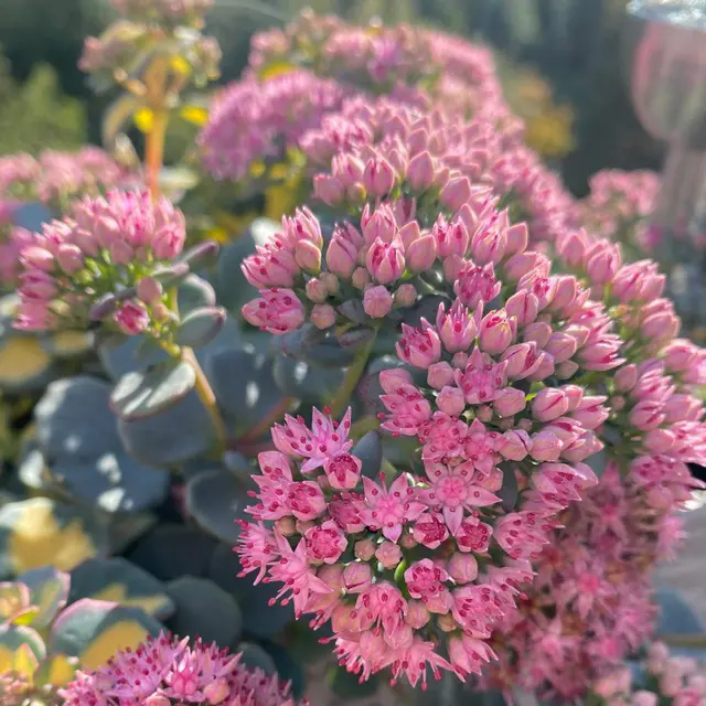 Oktober-Fetthenne, pink, Topf Ø 12 cm, 3 Pflanzen