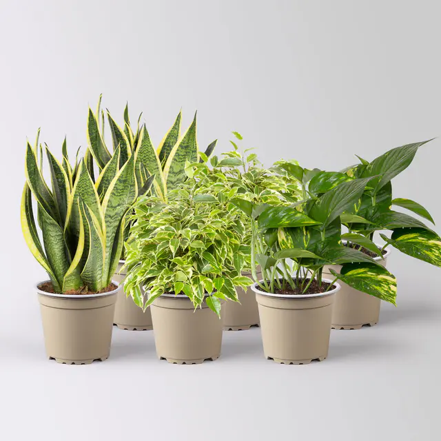 Grünpflanzen-Set Guter Schlaf buntblättrig, Topf-Ø 12 cm, 6 Pflanzen
