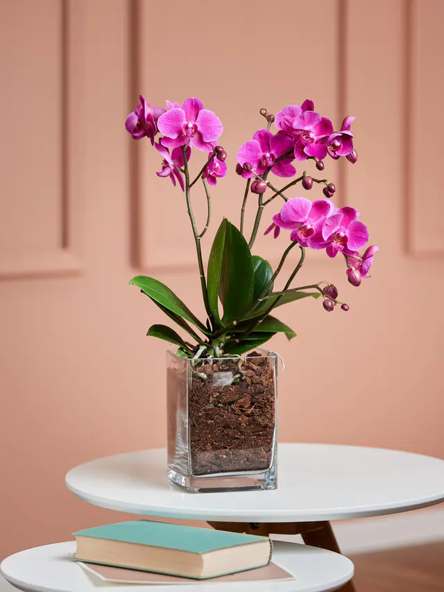 Pinke Orchidee in Vase