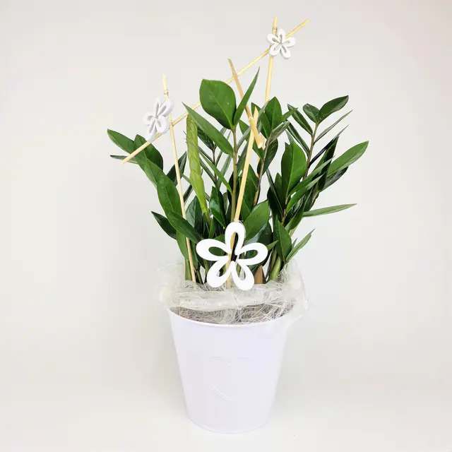 Zimmerpflanze Zamioculcas