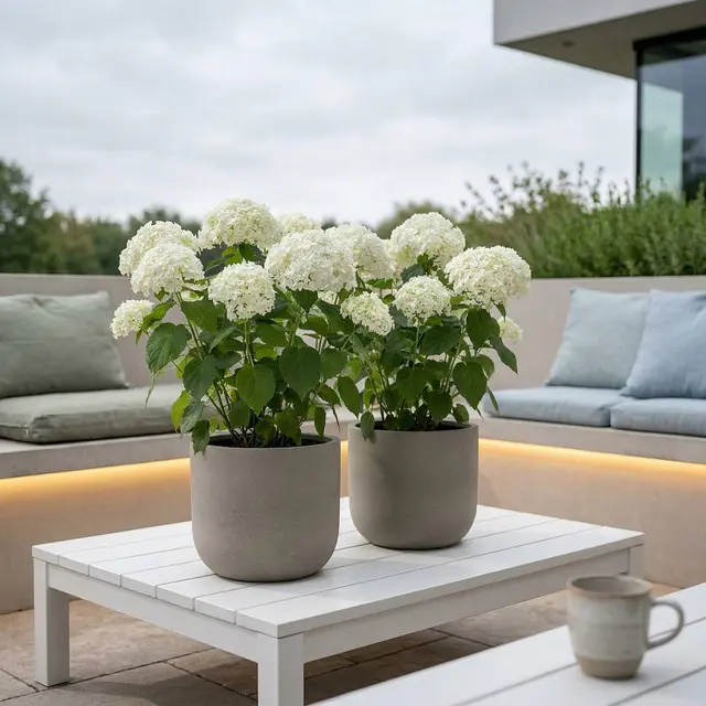 Duo Hortensie Strong Annabelle
