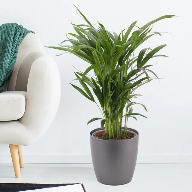 Goldfruchtpalme + gratis Topf | Areca-Palme