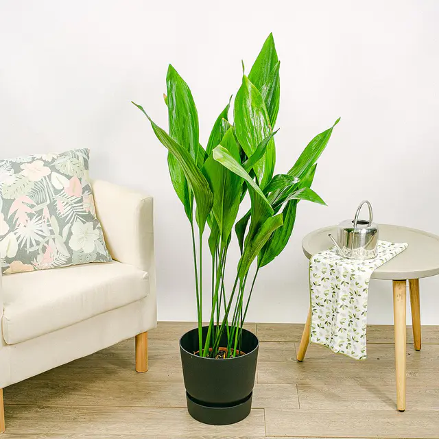 Aspidistra