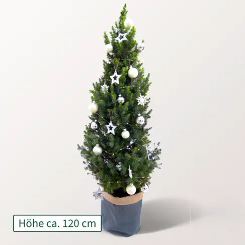 Weihnachtsbaum Lichterglanz mit Lichterkette