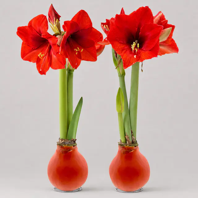 Amaryllis in Wachs XL, Dekor 'Basic Orange', Blüte rot, 2 Pflanzen