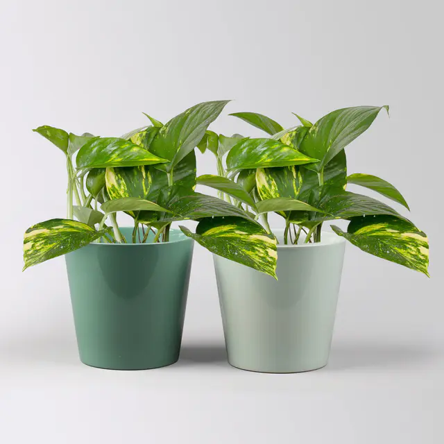 Efeutute mit Übertopf Dallas seegrün & gletscherblau, Topf-Ø 12 cm, 2 Pflanzen