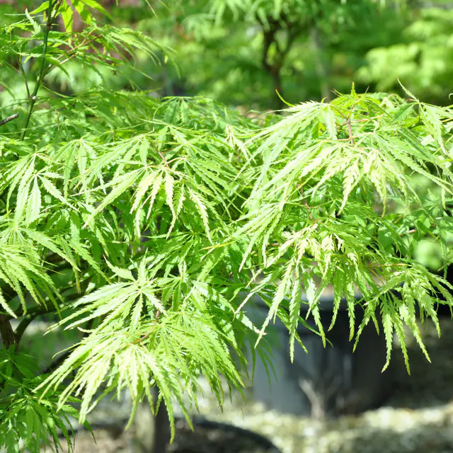 Grüner Schlitzahorn 'Dissectum', Höhe 40 - 60 cm, Topf-Ø 19 cm