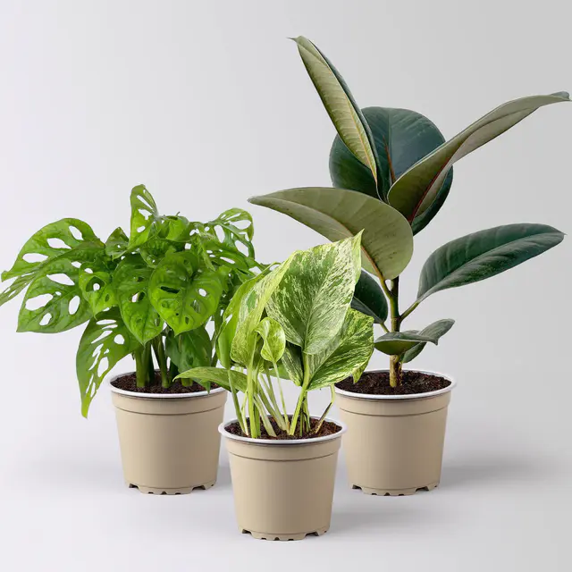 Grünpflanzen-Set Pflegeleicht, Topf-Ø 12 cm, 3 Pflanzen