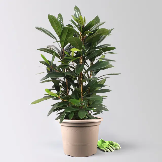 Ficus cyathistipula, Tuff, Topf-Ø 34 cm, Höhe ca. 120 cm