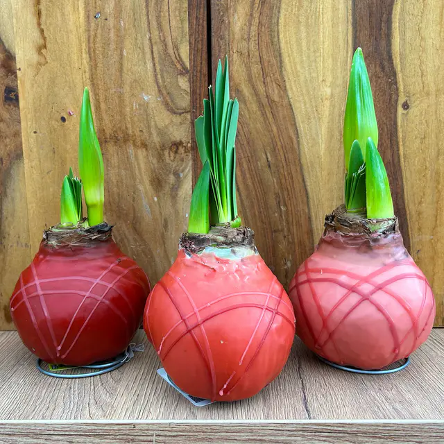 Amaryllis in Wachs XL, Dekor 'Terra Cotta Mix', Blüte rot, 2 Pflanzen