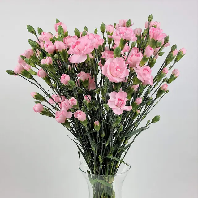Blumenstrauß Nelken