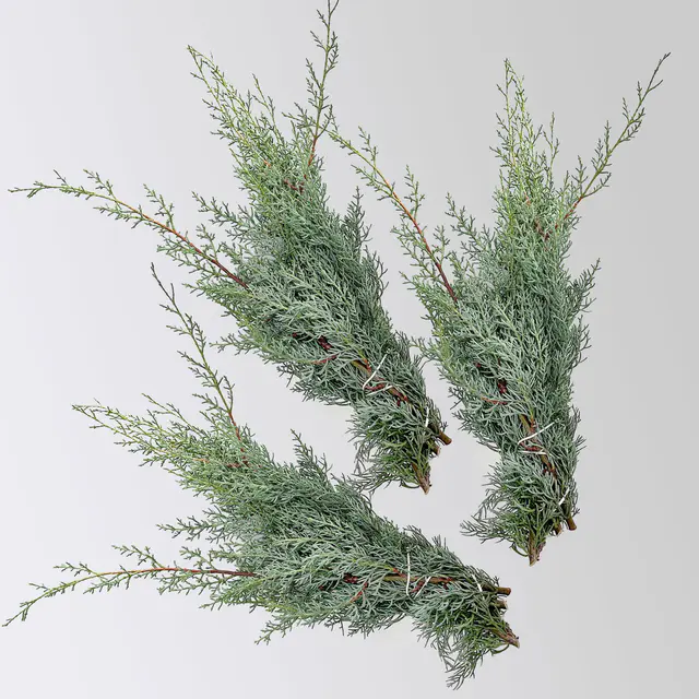 Arizonica-Zypresse 'Glauca' im Handbund, 3 Bund