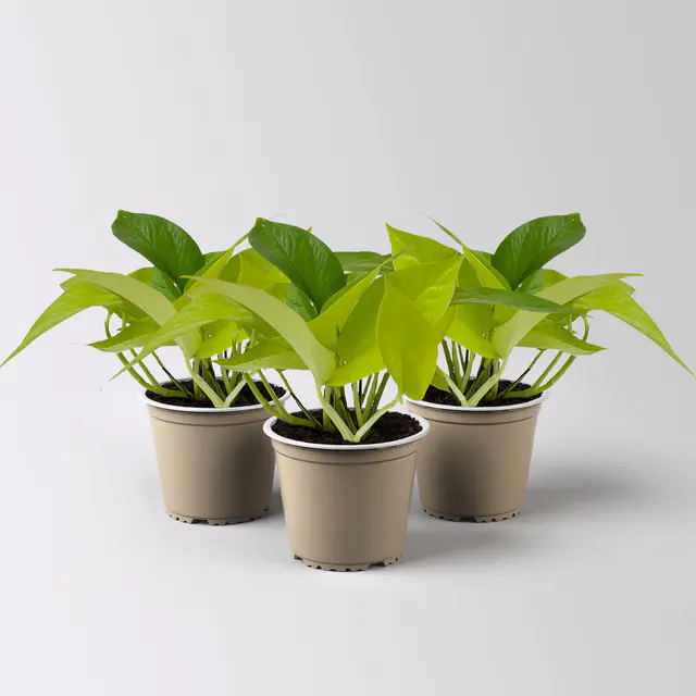 Efeutute 'Lime', gelbgrün, Topf-Ø 12 cm, 3 Pflanzen