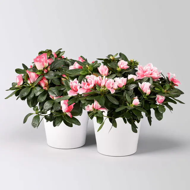 Azalee rosa-weiß, gefüllt, mit Keramiktopf Dallas weiß, Topf-Ø 12 cm, 2er-Set