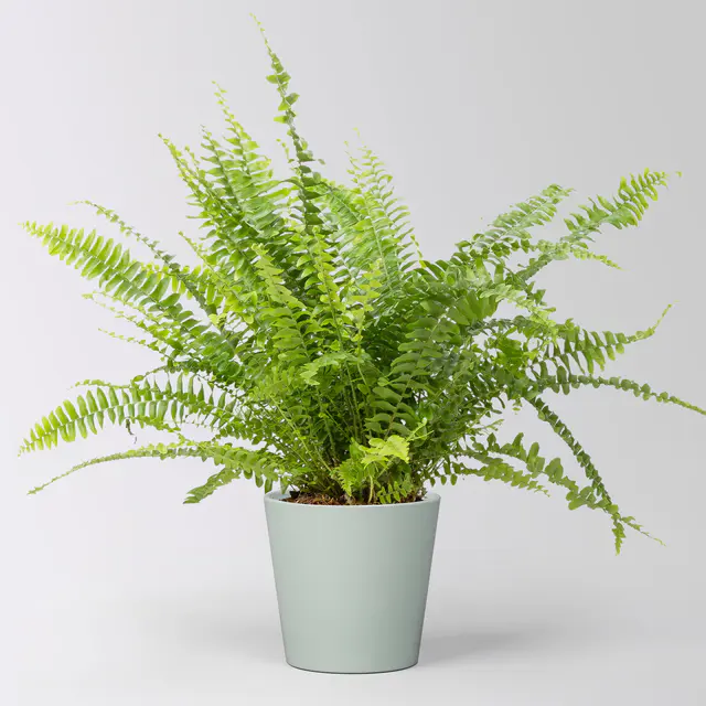 Schwertfarn 'Green Lady' in Keramiktopf Dallas gletscherblau, Topf-Ø 12cm