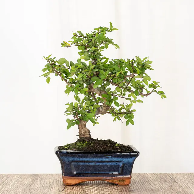 Bonsai Zelkova (6 Jahre alt)