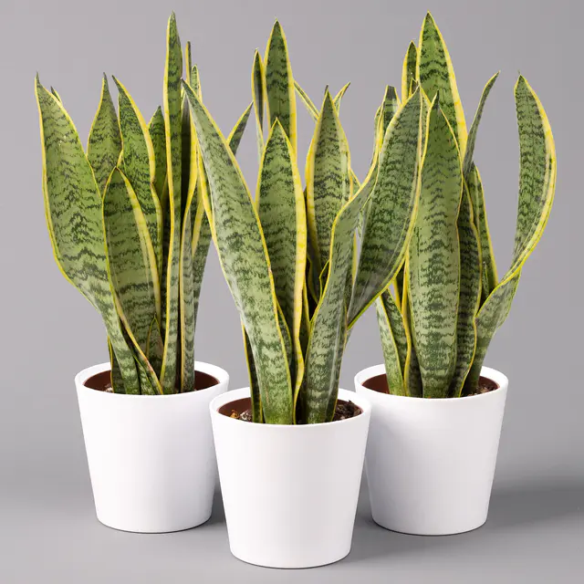 Bogenhanf in Keramiktopf Dallas weiß, Topf-Ø 12 cm, Höhe ca. 30-45 cm, 3er-Set
