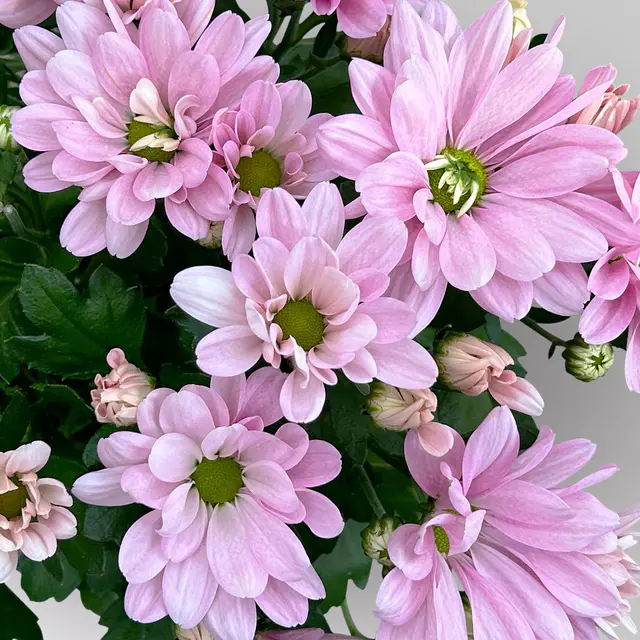 Chrysanthemen, rosa, Topf-Ø 12 cm, 6 Pflanzen