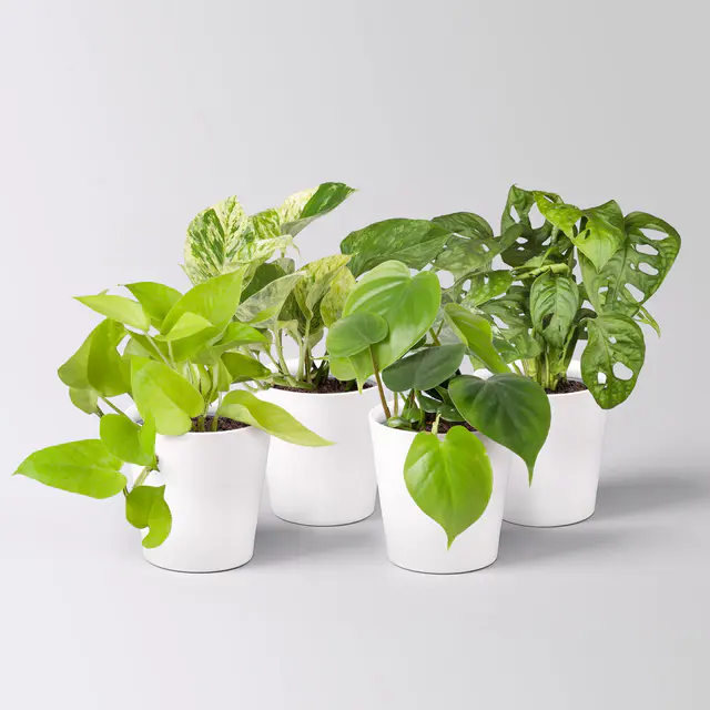 Grünpflanzen-Set Hängendes Grün, Topf-Ø 12cm + Übertopf Dallas, 4 Pflanzen