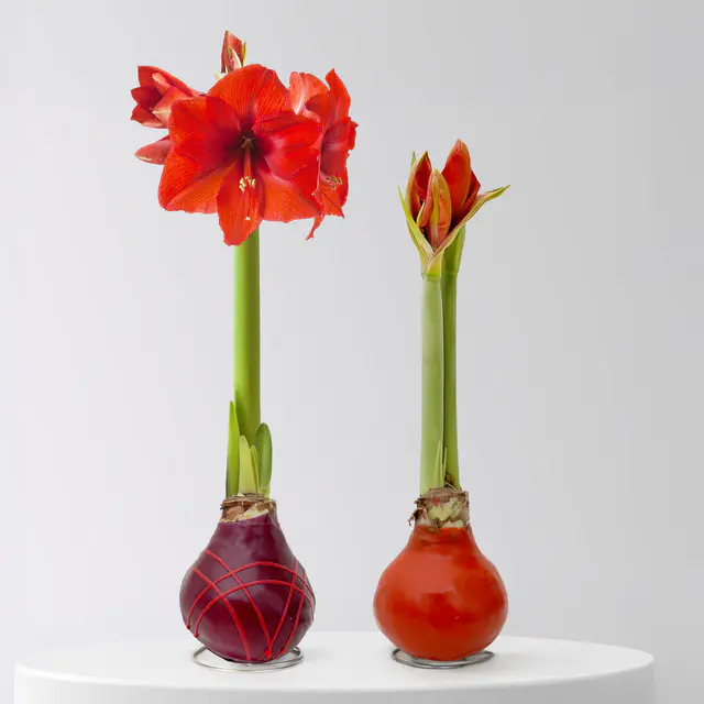 Amaryllis in Wachs, Dekor 'Indian Summer', Farbe zufällig, Blüte rot, 2 Pflanzen