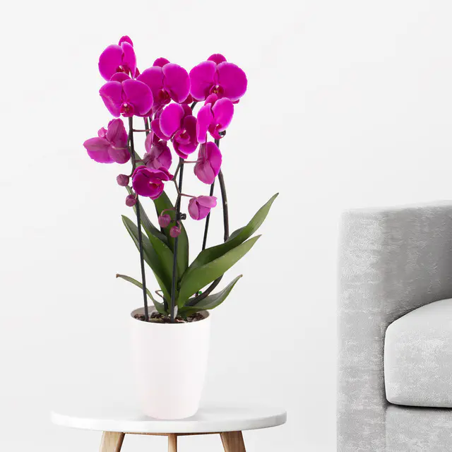 Lila Orchidee (Cascade) + gratis Topf