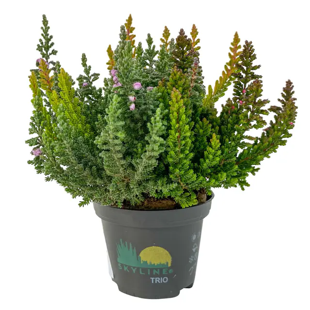 Besenheide SKYLINE® 'Trio', Mischung zufällig, Topf-Ø 6,5 cm, 12 Pflanzen