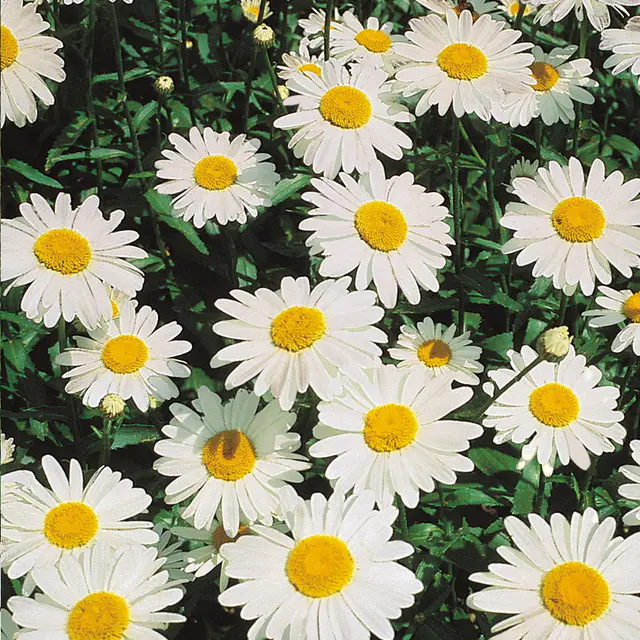 Bio Leucanthemum 'Silberprinzesschen' weiß, Topf 11x11 cm