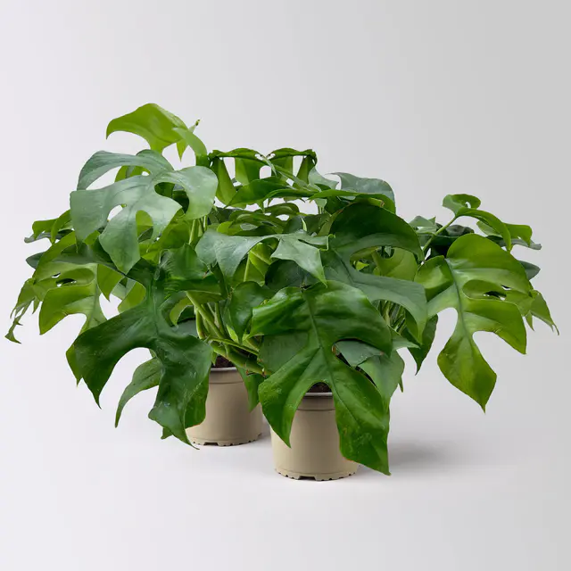 Monstera minima, Topf-Ø12 cm, 2 Pflanzen