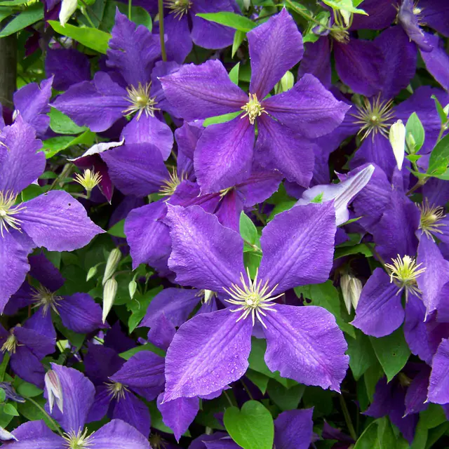 Clematis "Jackmanii", 2er-Set, blauviolett, Höhe 60-80 cm, Topf 2 Liter