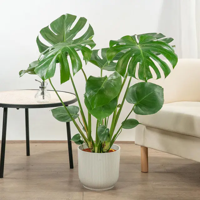 Monstera Deliciosa