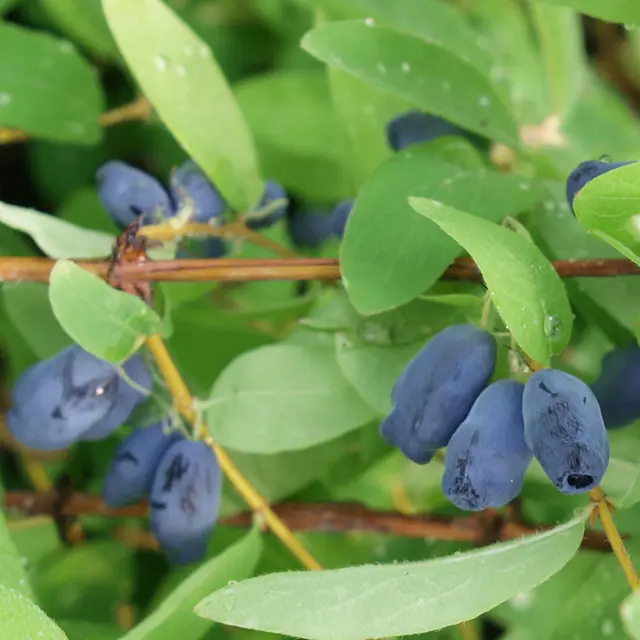 Sibirische Blaubeere MyBerry® 'Sweet', Höhe 25-30 cm, im 5 Liter Topf