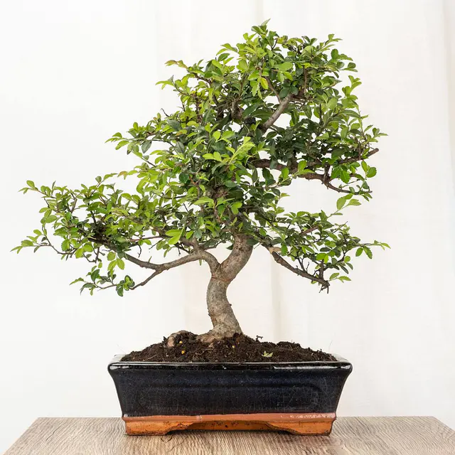Bonsai Zelkova 10 Jahre