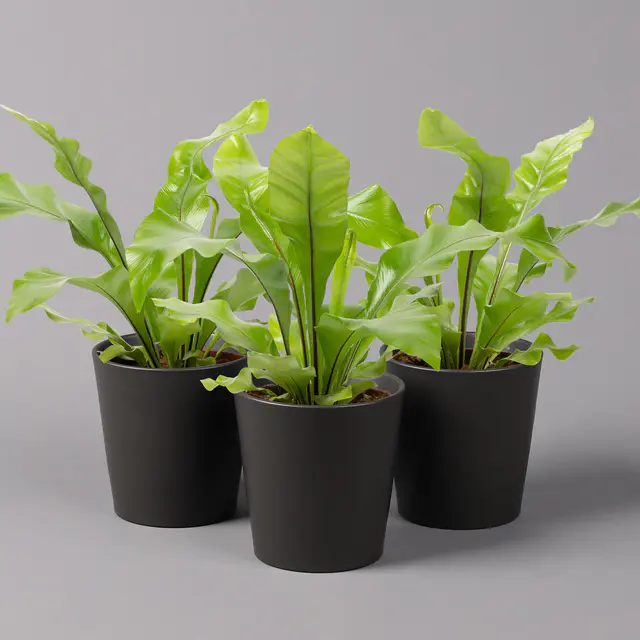 Nestfarn, mit Keramiktopf Dallas anthrazit, Topf-Ø12cm, Höhe ca. 35 cm, 3er-Set