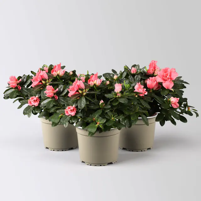 Azalee, Lachstöne, gefüllt, Topf-Ø 12 cm, 3er-Set