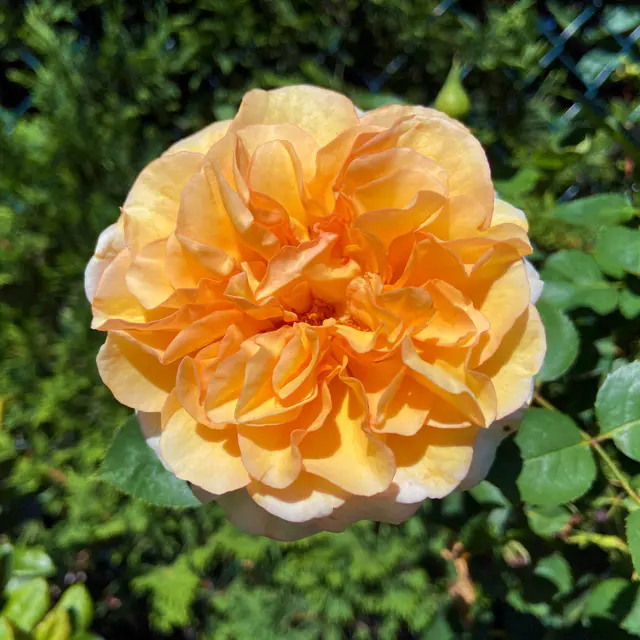 Duftende Edelrose 'Kölle's Duftsommer'®, gelborange bis aprikot, Topf 5 Liter