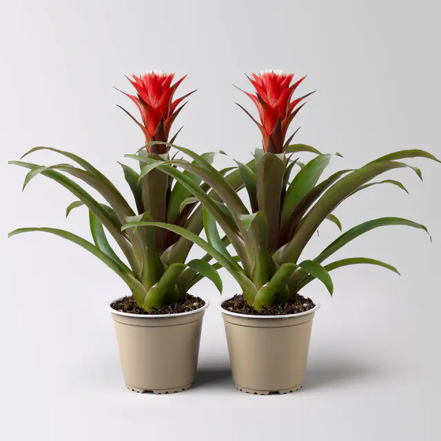 Guzmania 'Hope', rot-weiß, Topf-Ø 13 cm, Höhe ca. 45 cm, 2 Pflanzen