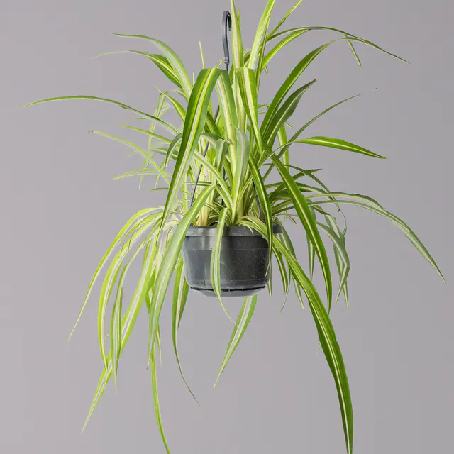 Grünlilie, in Blumenampel, Topf-Ø 14 cm, Höhe ca. 50 cm