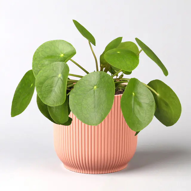 Chinesischer Geldbaum in Übertopf Vibes rosa, Topf-Ø 12 cm, H: ca. 20 cm