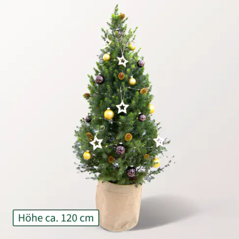 Weihnachtsbaum Goldschimmer mit Lichterkette