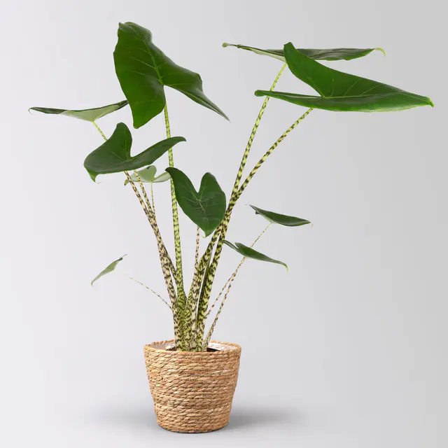 Alocasia zebrina, Topf-Ø 17 cm, Höhe ca. 60 cm, mit Korb Osaka