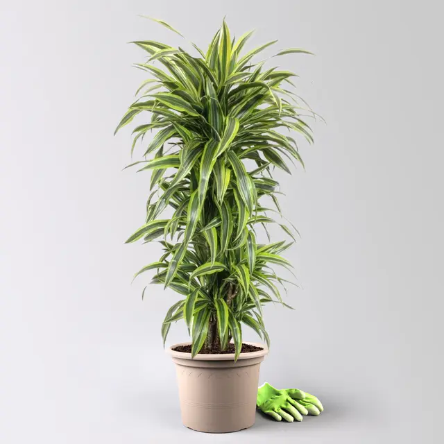 Drachenbaum 'Lemon Lime', Topf-Ø 30 cm, Höhe ca. 150 cm