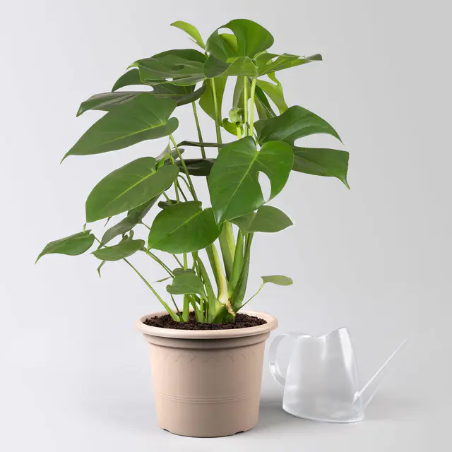 Monstera deliciosa, Topf-Ø 21 cm, Höhe ca. 50-70 cm