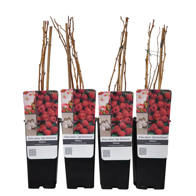 Herbsthimbeeren 'Zefa 3', Topf je 2 Liter, 4 Pflanzen