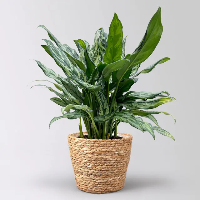 Aglaonema 'Miss Juliette', in Korb Osaka, Topf-Ø 17 cm, Höhe ca. 55 cm