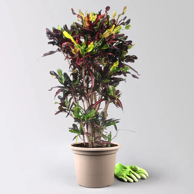 Wunderstrauch 'Mammi', verzweigt, Topf-Ø 30, Höhe ca. 140 cm